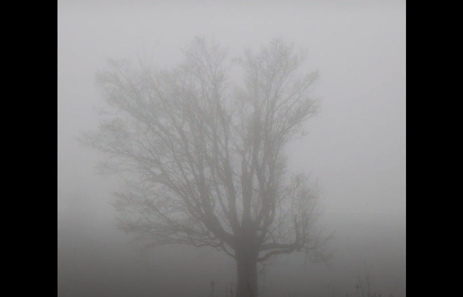 Screen Shot 2021-03-14 at 3.38.39 PM